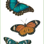 Butterflies Stickers