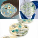 Heebie Jeebies Revolting Science - Gross Stomach-Churning Germs