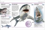 Pocket Eyewitness DK Sharks Book