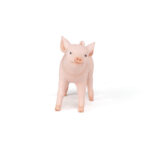 Papo P51136 Female Piglet