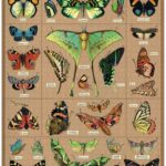 Cavallini Entomology Puzzle 1000pc
