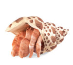 Folkmanis Sea Hermit Crab Puppet