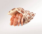 Folkmanis Sea Hermit Crab Puppet