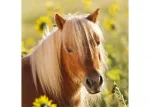 Ravensburger Loving Horses Puzzle 3x49pc