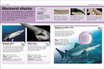 Pocket Eyewitness DK Sharks Book